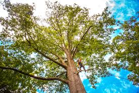 How Our Tree Care Process Works  in  Dunbar, WV