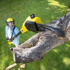 Best Tree Maintenance Programs  in Dunbar, WV