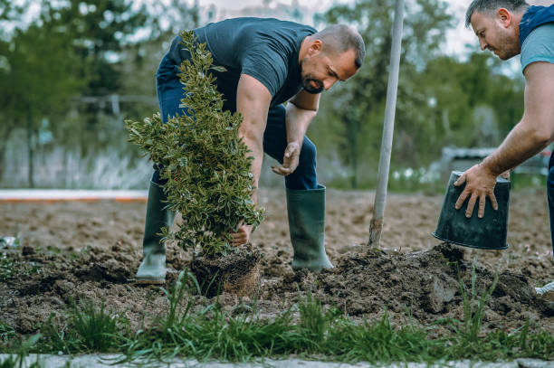 Professional Tree Services in Dunbar, WV