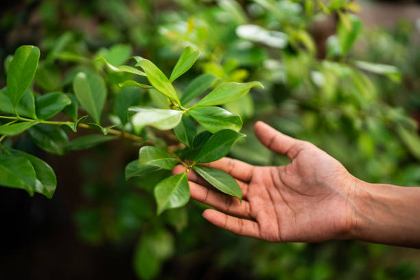 Best Tree Trimming and Pruning  in Dunbar, WV
