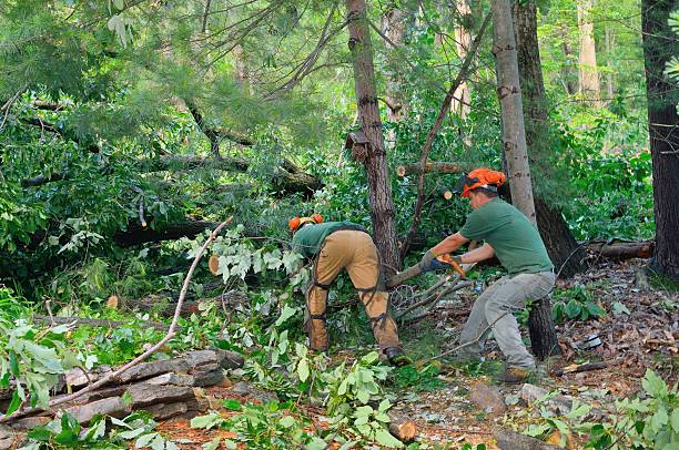 Best Root Management and Removal  in Dunbar, WV