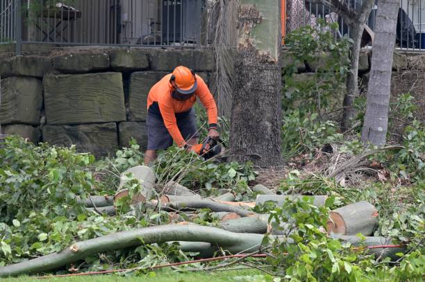 Best Tree Risk Assessment  in Dunbar, WV