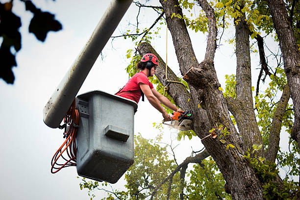 Best Tree Mulching  in Dunbar, WV