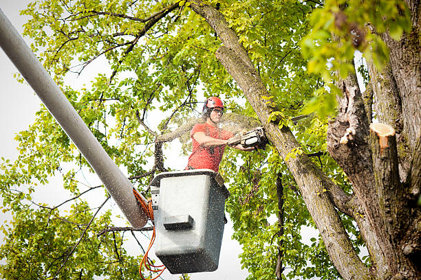 Best Tree and Shrub Care  in Dunbar, WV