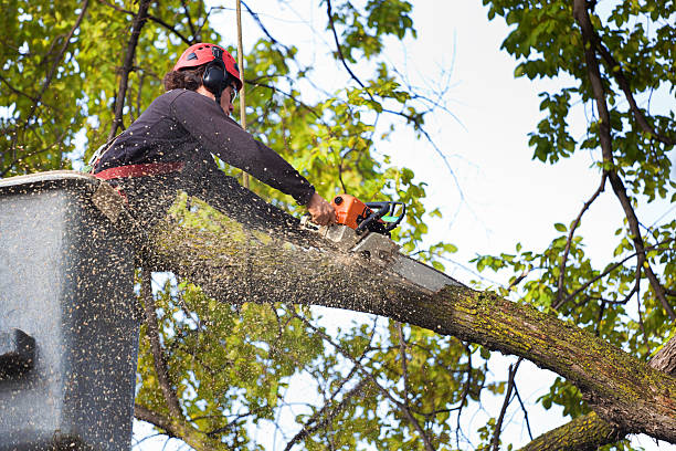 Best Palm Tree Trimming  in Dunbar, WV